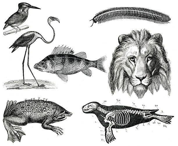 Vintage animals collection vol VIII