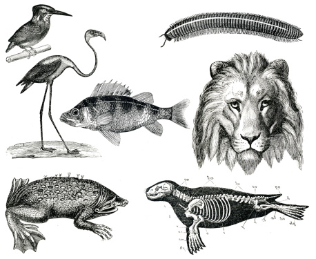 A multiple set of animal engraves isolated on white, from the books Elementos de Zoologia (Laureano Perez Arcas, 1874) and Histoire Naturelle (Mme Achille Comte, 1837) original editions from my own archives.