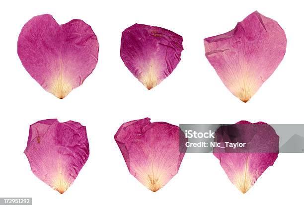 Pétalos De Rosa Aislado Púrpura Xxl Foto de stock y más banco de imágenes de Abstracto - Abstracto, Arrugado, Arte
