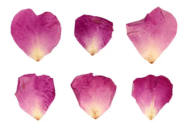Photo of Isolated Purple & Pink Petals XXL