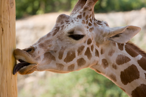 A Giraffe licking a pole