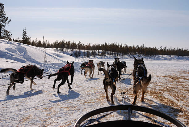 istock Riding a dog sled, Yellowknife. 172951321