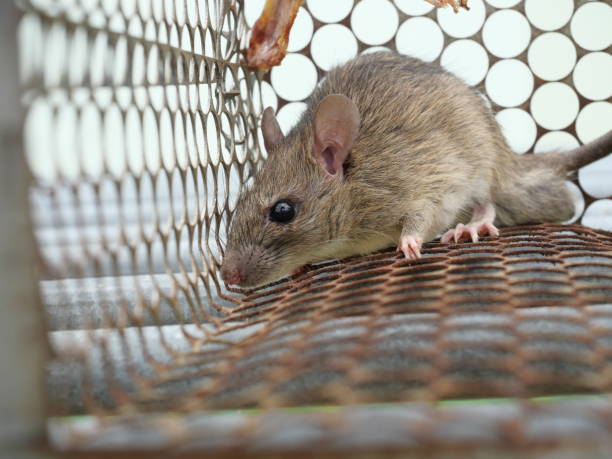 istock Rat in cage mousetrap on white background, 1729513831