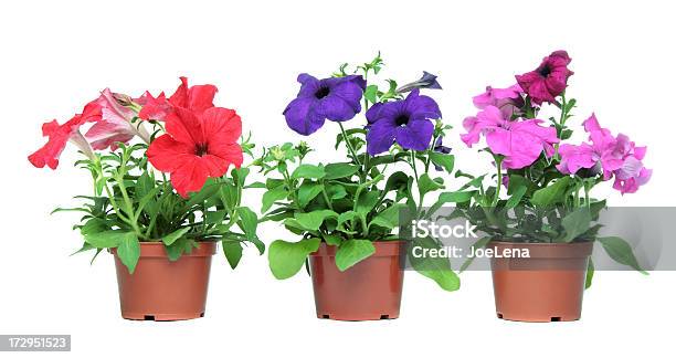 Petunias Foto de stock y más banco de imágenes de Petunia - Petunia, Fondo blanco, Tiesto