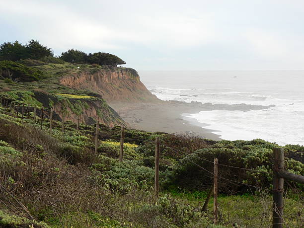 la costa de california - big sur cypress tree california beach fotografías e imágenes de stock