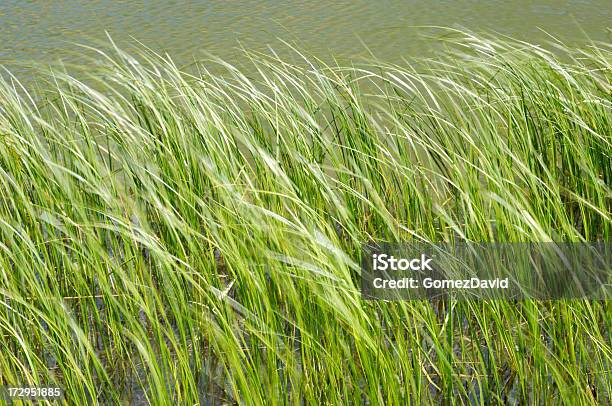 Травы С Ростом В Стране Озеро — стоковые фотографии и другие картинки Без людей - Без людей, Вода, Выращиваемый
