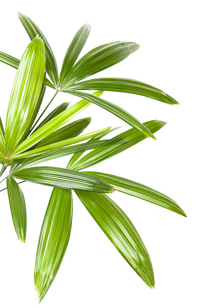 palm листьев - palm leaf palm tree plant tropical climate стоковые фото и изображения