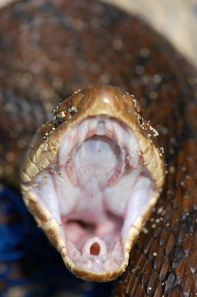 mocassino acquatico minaccia - snake biting animal mouth fang foto e immagini stock