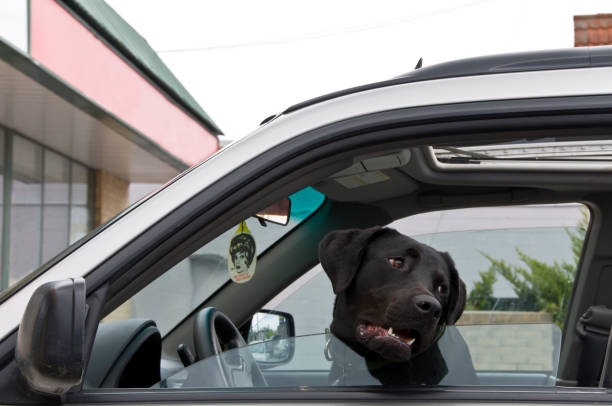 istock Dog in drivers seat 172952060
