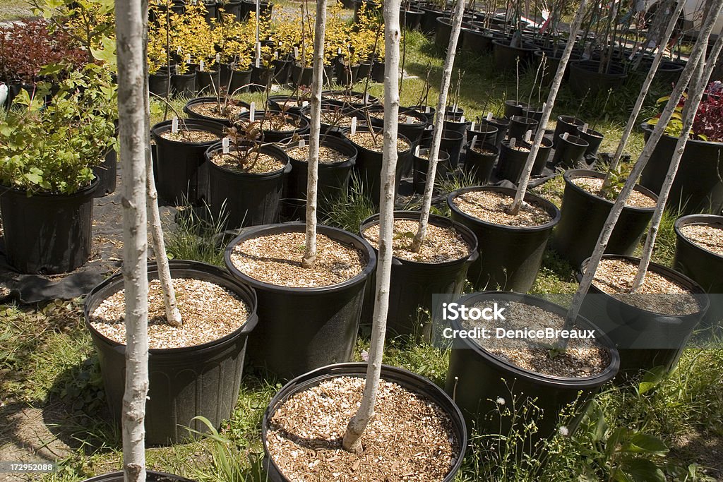Rellenos de árboles - Foto de stock de Cerezo libre de derechos