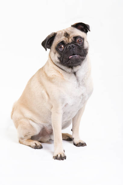 istock Pug with tongue out 172952300