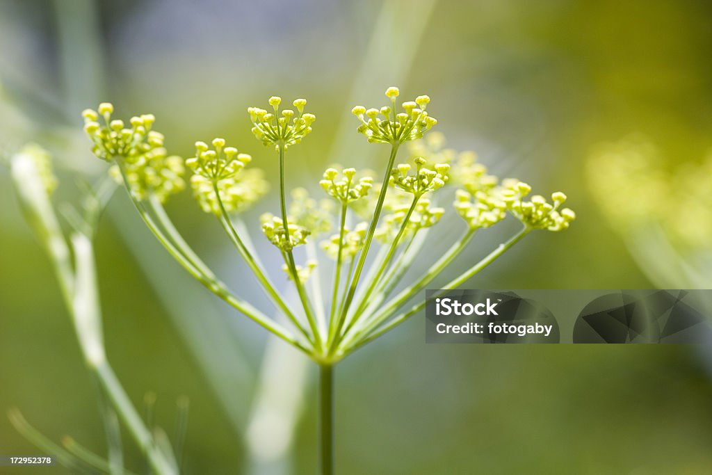 Endro - Foto de stock de Cabeça da flor royalty-free