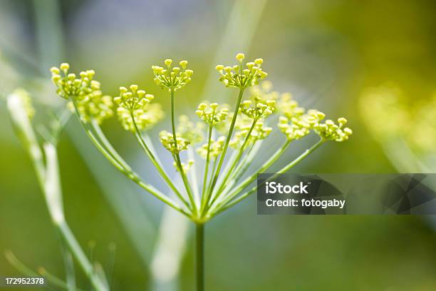 Foto de Endro e mais fotos de stock de Cabeça da flor - Cabeça da flor, Flor, Endro