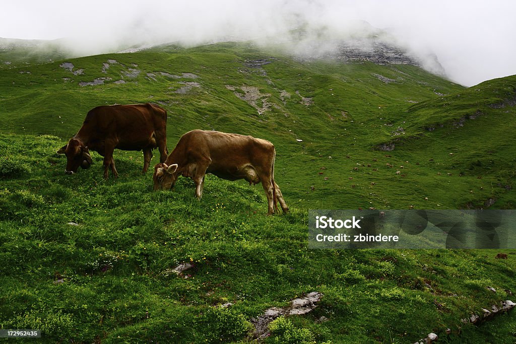 Vaca de vida - Foto de stock de 2000-2009 libre de derechos