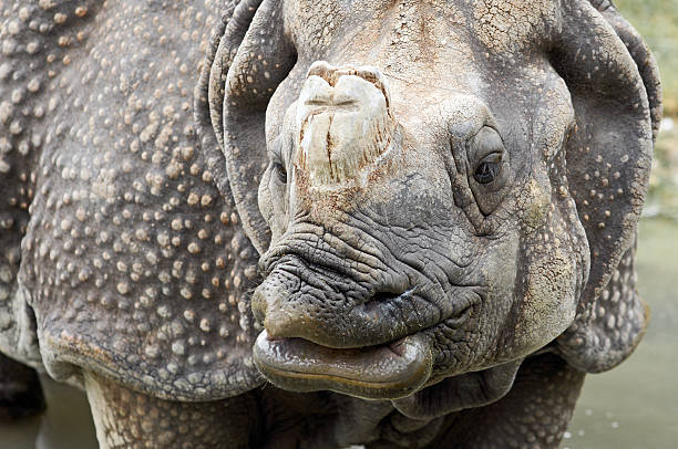 istock Great Indian Rhinoceros 172952553