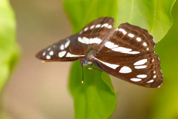 Photo of Short Banded Sailor (Phaedyma columella) in Singapore