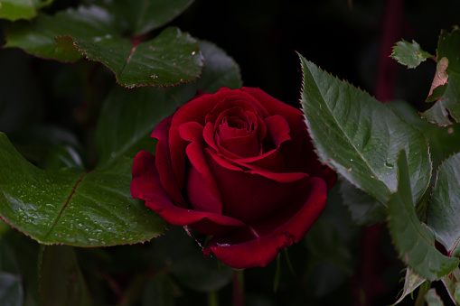 Close-up of a dark red rose on a dark green background. High quality photo