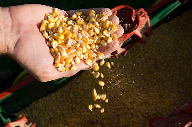 Sifting through the corn stock photo