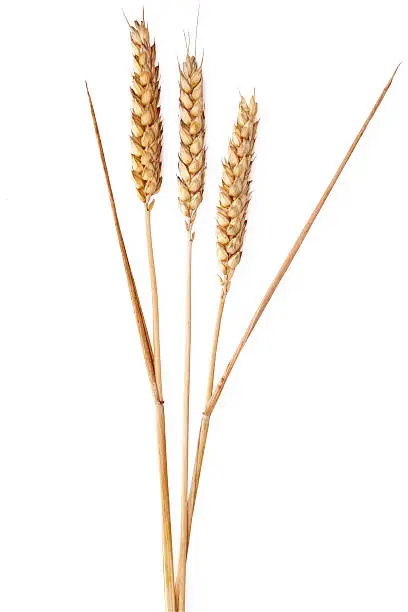 Ears of wheat on a white background. The file includes a clipping path.
