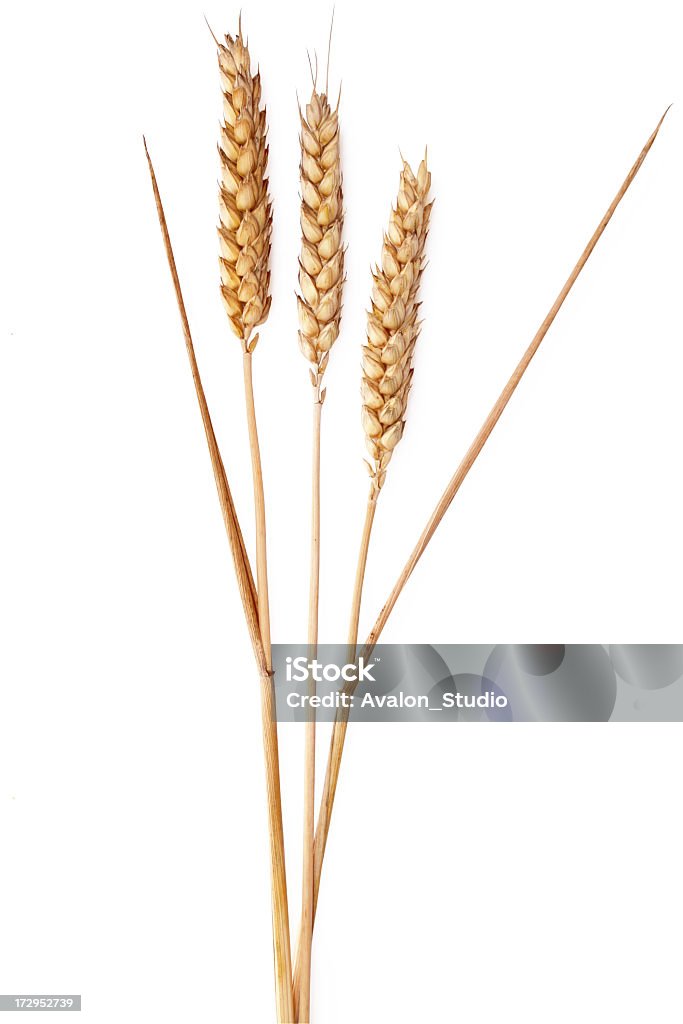 Wheat уши - Стоковые фото Пшеница роялти-фри