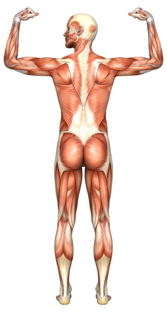 istock Human body of a man with muscles 172952760