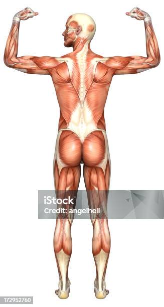 Тело Человека В Человек С Мышц — стоковые фотографии и другие картинки Дельтовидная мышца - Дельтовидная мышца, Ягодица, Анатомия
