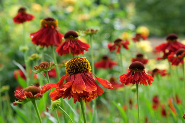 istock Red Helenium 'Moerheim Beauty' sneezeweed in flower during the summer months. 1729528269