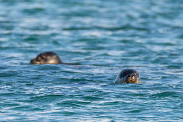 istock Grey seal looking directly at the camer from the water 1729528273