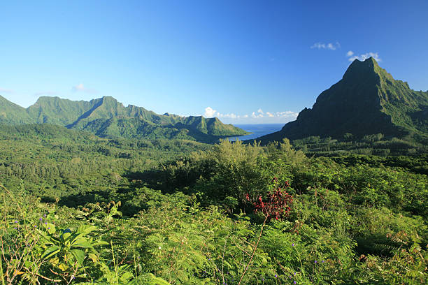 istock French Polynesian tropical isle view, Moorea 172952861