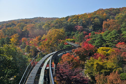 Seoul, South Korea - October 27, 2022: Hwadam Forest Botanic Garden small shuttle train car metal railway to Red Orange maple leaves trees in deep forest with beautiful colourful Autumn foliage trees scenery.