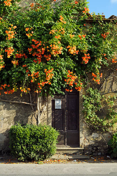 istock Old Door with Flowers in the Country 172952921