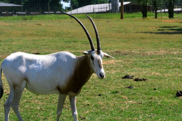 Antelope stock photo