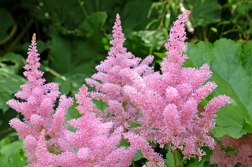 Pink Astilbe Gloria in flower during the summer months.
