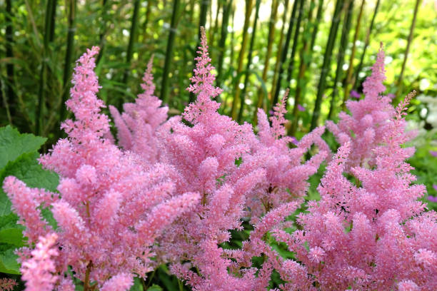 istock Pink Astilbe Gloria in flower during the summer months. 1729529397