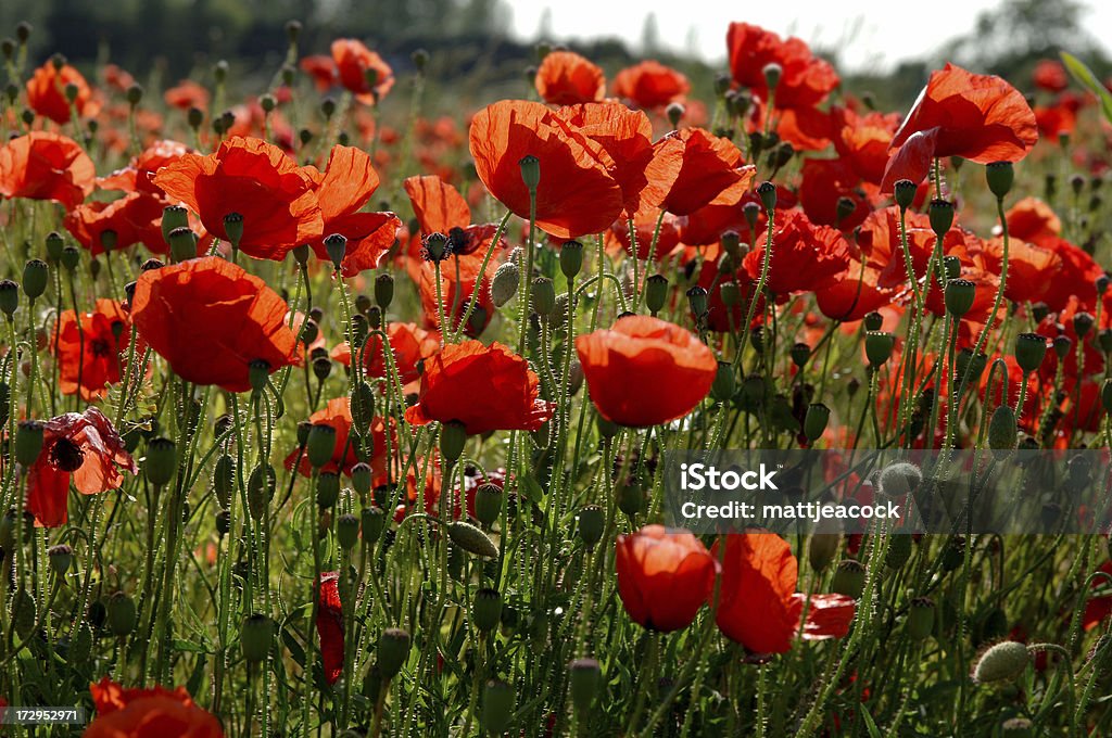 Bereich der Poppies - Lizenzfrei Blume Stock-Foto