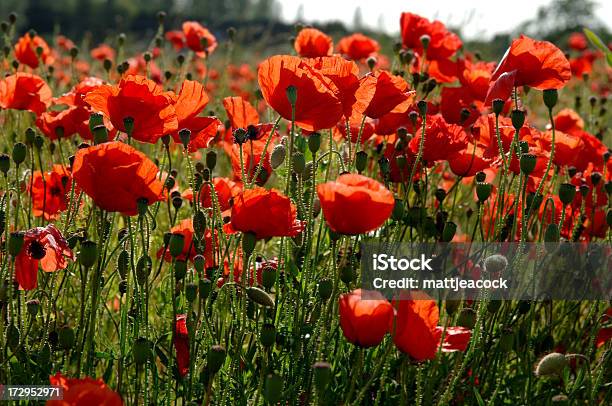 Bereich Der Poppies Stockfoto und mehr Bilder von Blume - Blume, Blumenbeet, Botanik