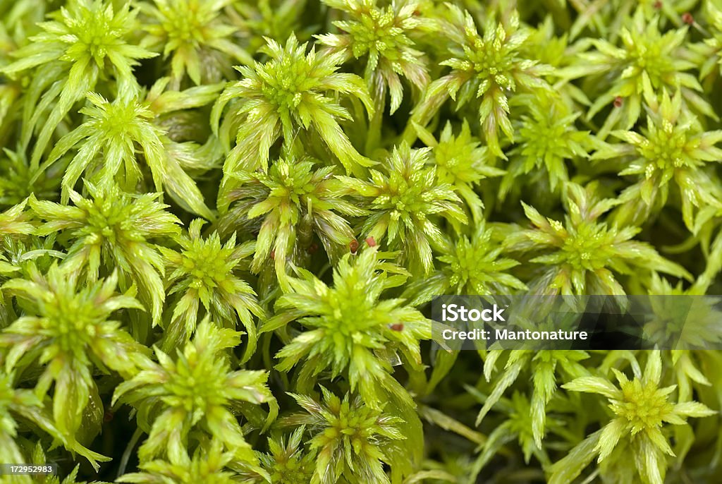 Sphagnum Moss (S. cuspidatum) This Moss is to be found in Fen HeathLand and Bogs in the Netherlands.Perfect to use as Natural Background.Related images: Sphagnum Stock Photo
