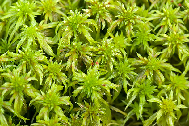 Sphagnum Moss (S. cuspidatum) This Moss is to be found in Fen HeathLand and Bogs in the Netherlands.Perfect to use as Natural Background.Related images: fen photos stock pictures, royalty-free photos & images