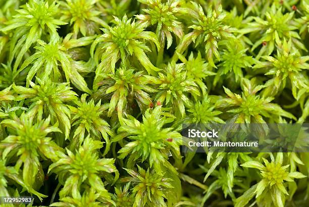 Sphagnum Moss Stock Photo - Download Image Now - Sphagnum, Abstract, Backgrounds