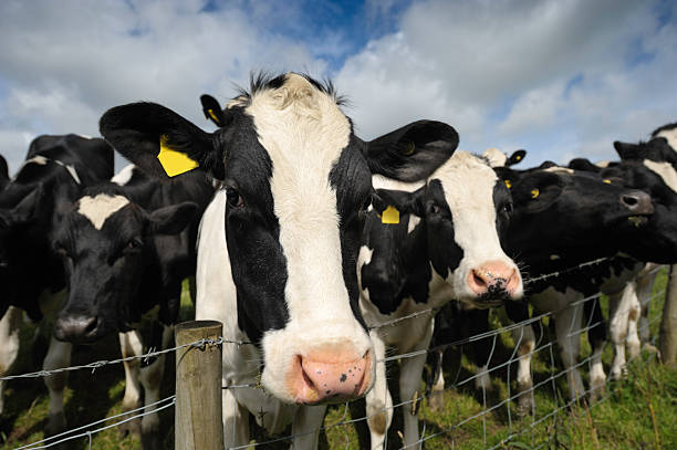 istock Cows gathered at a fence 172953007