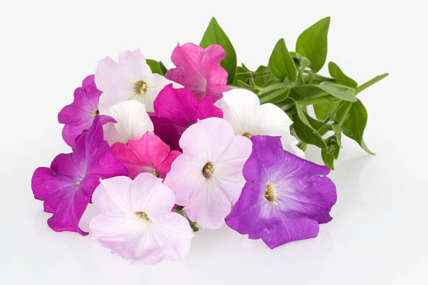istock Colorful petunia flowers 172953029