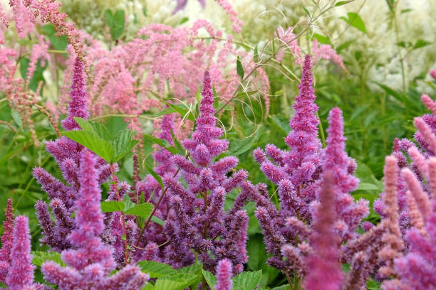 istock Purple Rain Astilbe 'obergartner jurgens' in flower during the summer months. 1729530432