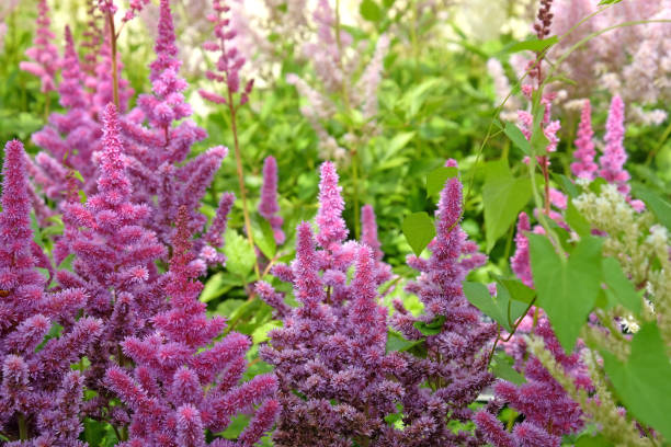 istock Purple Rain Astilbe 'obergartner jurgens' in flower during the summer months. 1729530439