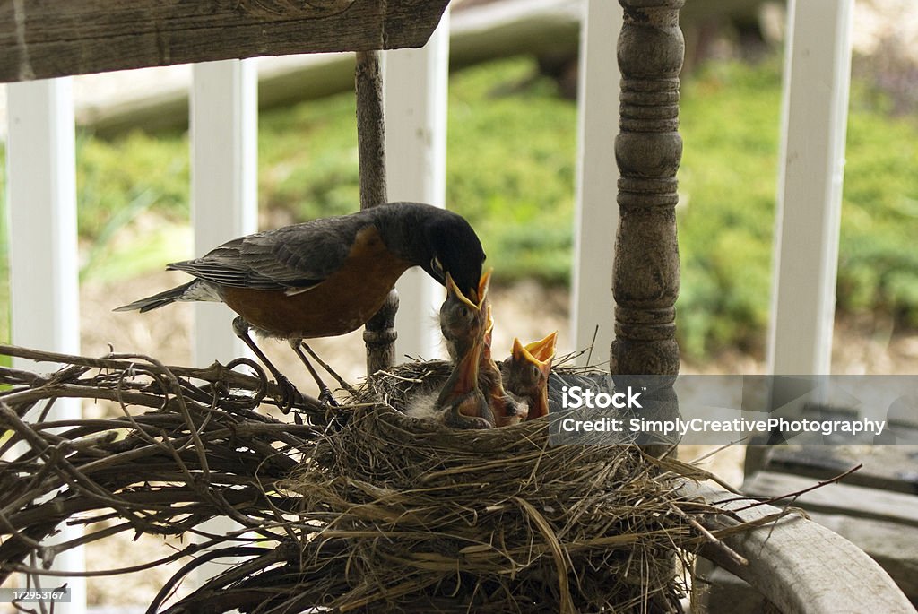 Madre nutrire figli-Giorno 16 - Foto stock royalty-free di Accudire