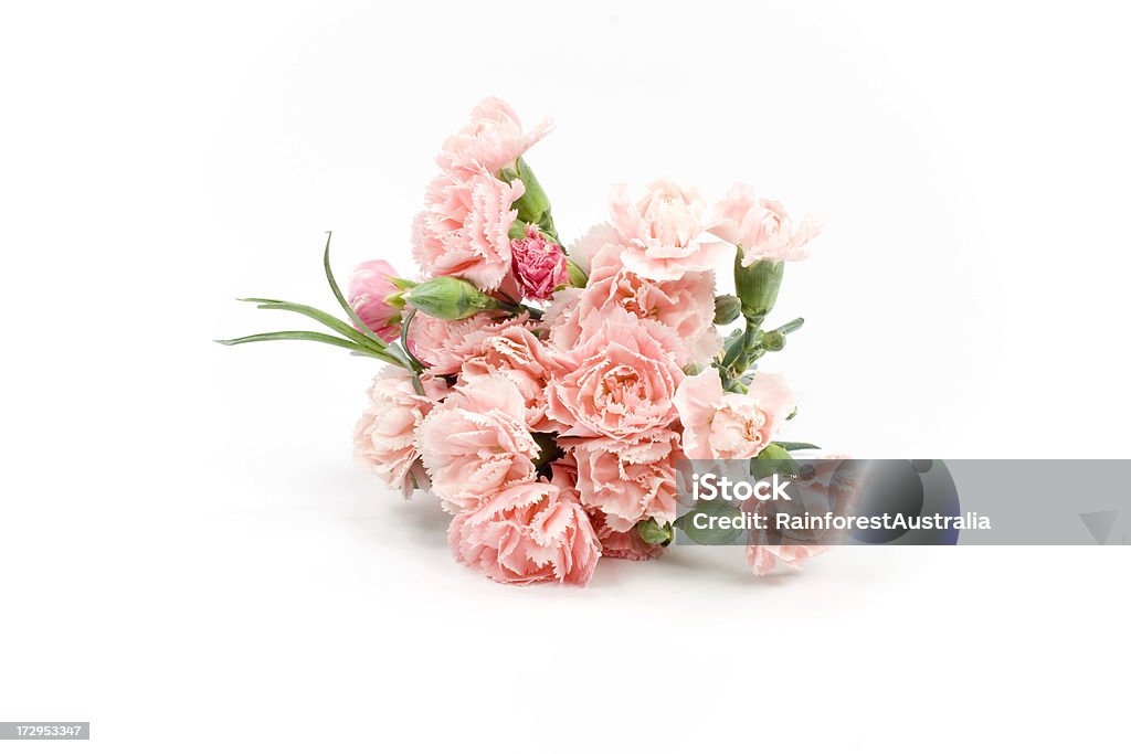 flowers Bunch of pale pink and dark pink fresh carnations flowers. Carnation - Flower Stock Photo