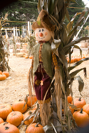 a doll decorates an urban pumpkin patch