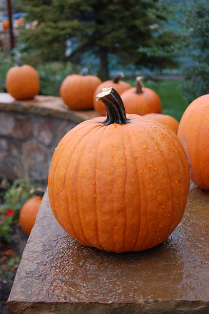 Fresh Pumpkins stock photo