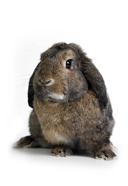 orelhas de coelho - dwarf lop eared rabbit pets rabbit isolated - fotografias e filmes do acervo