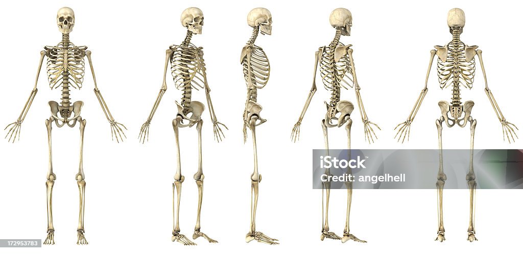 Spin d'un Squelette humain - Photo de Squelette humain libre de droits