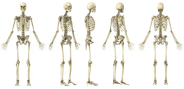 Photo of Spin of a human skeleton